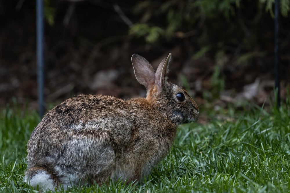 Bunny