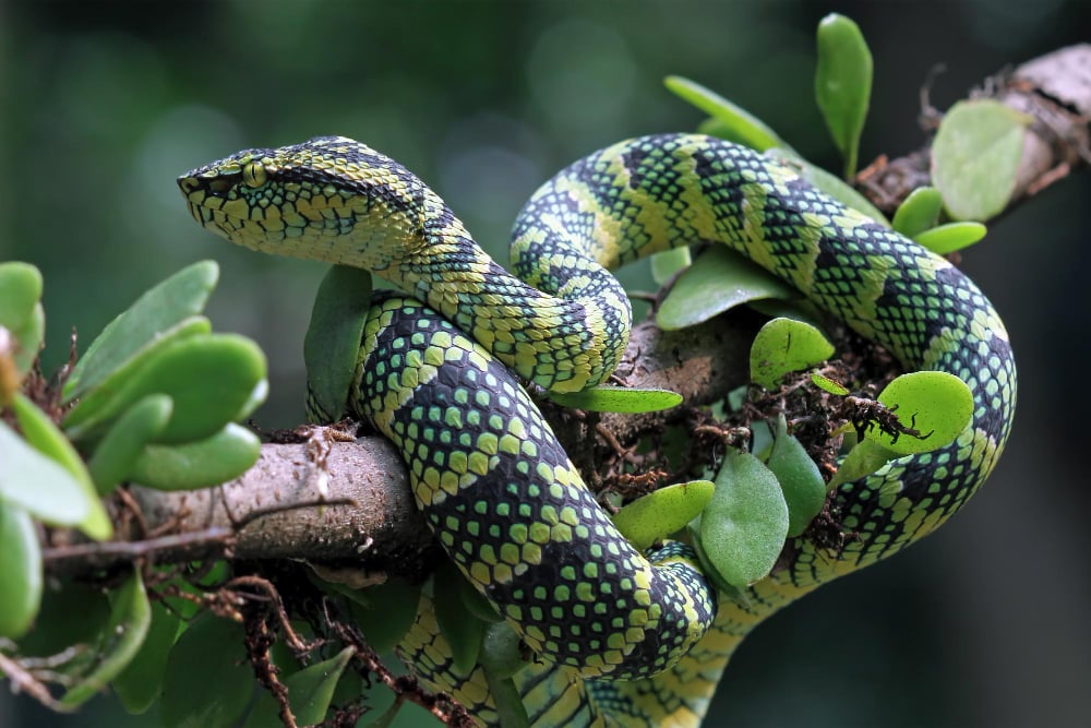 Green Snake